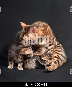 Mother bengal cat grooming and protecting her kittens. Stock Photo