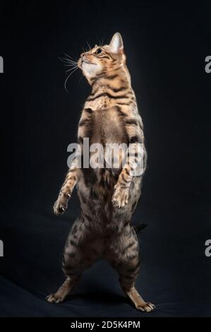 Funny photo of an adult bengal cat standing up on his hind legs. Stock Photo