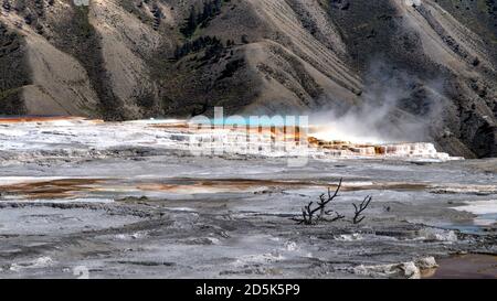 Canary Spring at Mammoth Hot Springs, Yellowstone National Park, Wyoming, USA Stock Photo