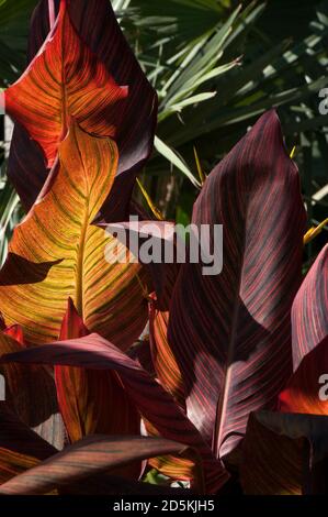 Sydney Australia Colorful Leaves Of A Canna Lily Tropicanna Stock Photo Alamy Sydney Australia Colorful Leaves Of A Canna Lily Tropicanna Stock Photo Alamy