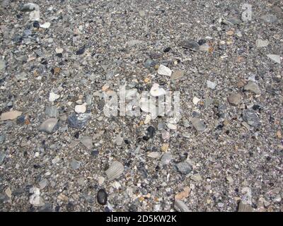 View of broken seashells and small stones on the shore Stock Photo