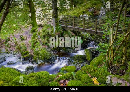 Great Wood, Borrowdale on the path to Ashness Bridge, English Lake District. Stock Photo