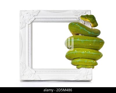 Adult Green Tree Python aka Morelia viridis hanging on side of white photo frame.. Isolated on white background. Stock Photo
