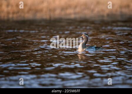 Garganey duck - Anas querquedula, small beautiful dabbling duck from Euroasian fresh waters and marshes, Pag island, Croatia. Stock Photo