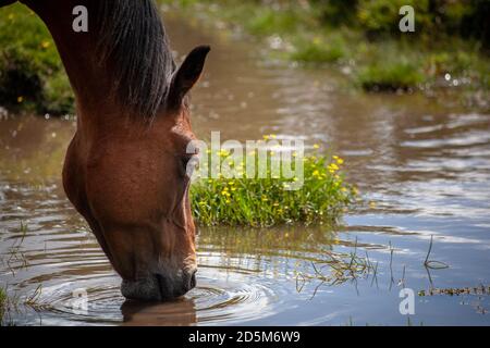 Horse drinking from a pond in the New Forest, England. Stock Photo