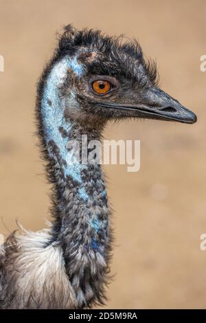 Head and neck of an emu, Dromaius novaehollandiae, photographed in the Currumbin Wildlife Sanctuary, Gold Coast, Queensland, Australia. Stock Photo