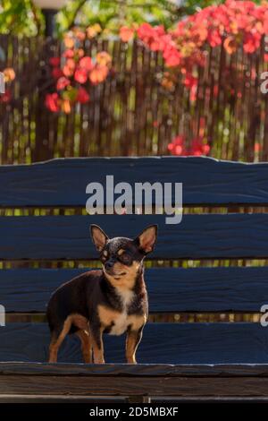 Pet dog Chihuahua walks on the street. Chihuahua dog for a walk. Chihuahua black, brown and white. Cute puppy Stock Photo