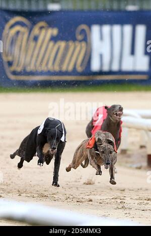 Fearsome Code (left) competes with Acomb Ruby (centre) before going on to win the 15.37 at Newcastle Greyhound Stadium Stock Photo