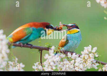 beautiful courtship of birds of paradise Stock Photo