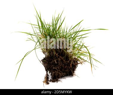 Tuft of grass isolated on white background Stock Photo