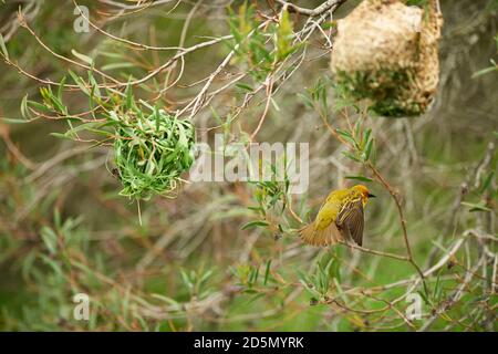 Cape Weaver bird building nest Stock Photo