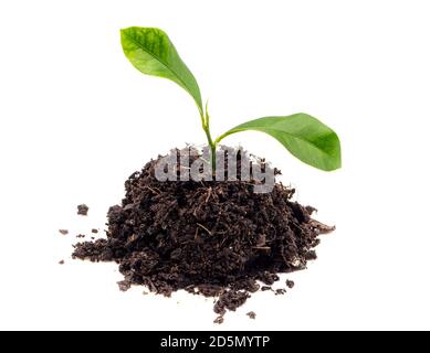 Mound of earth with seedling isolated on white background Stock Photo
