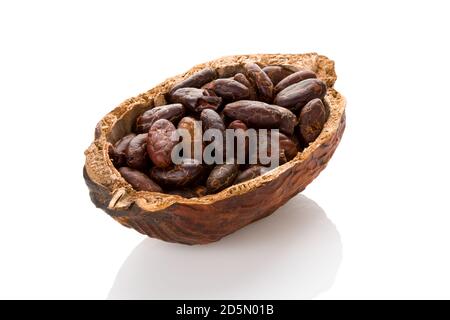 Fresh roasted cocoa beans in a cocoa pod on white background. Healthy superfood. Stock Photo