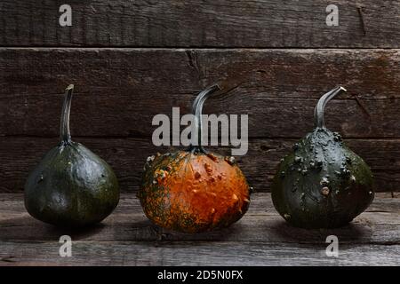 Warty Halloween pumpkins in old barn on wooden background, holiday decoration Stock Photo