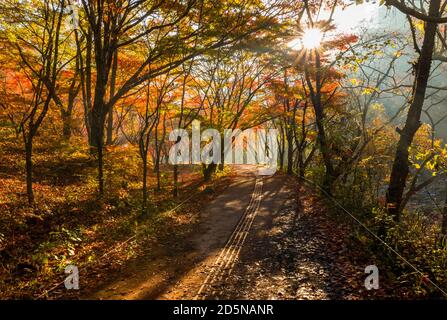 Autumn forest in Korea. A small road full of colorful maple trees and sunshine. Naejangsan National Park, South Korea. Stock Photo