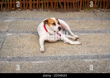 Old and Overweight Mongrel Dog with a Red Collar Stock Photo