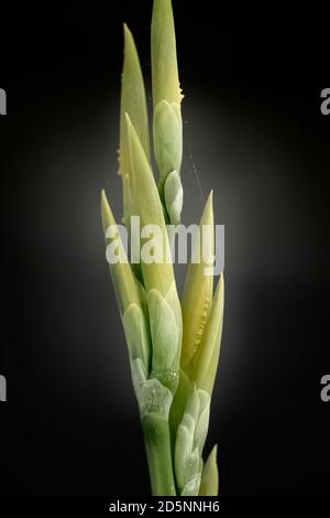Yellow lily bud. Lima river, Portugal. Stock Photo