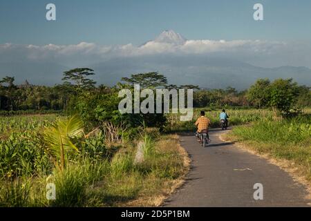 Horizontal view of two men riding motorbikes on a road through tobacco plantations with the Merapi volcano in the background, Borobudur, Java Stock Photo