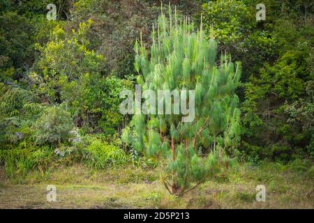 The Monterey Pine, Insignis Pine or Radiata Pine (Pinus radiata) Stock Photo