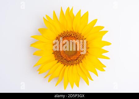 Sunflower flower isloted on a white background Stock Photo