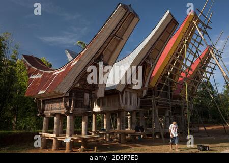 Horizontal view of a young man strolling in front of a row of tongkonans (traditional ancestral houses) in a village, Tana Toraja, Sulawesi, Indonesia Stock Photo
