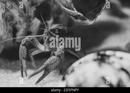 Close up on blue crayfish in aquarium with sand floor, barnacle  structure, and snail shell. Stock Photo