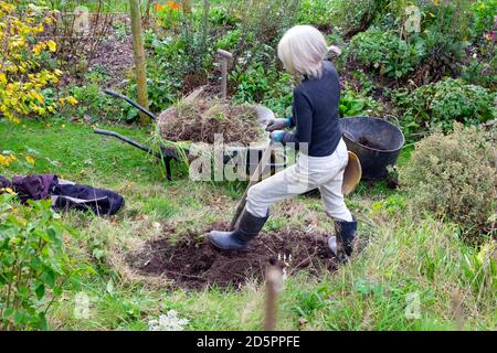 Older senior mature woman digging and weeding in a veg vegetable fruit ...