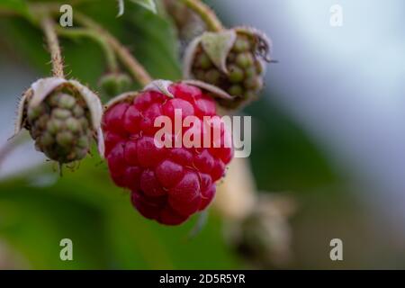 raspberry redo for harvesting Stock Photo