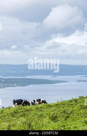 Cows grazing on the hillside above Lough Derg from Tountinna, Tonn Toinne, in the Arra Mountains on the Lough Derg way, County Tipperary, Ireland Stock Photo