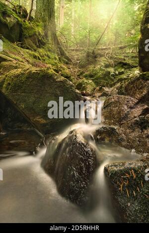A  waterfall flows between rocks in a mossy forest of British Columbia. Sun shining through trees in the day. Stock Photo