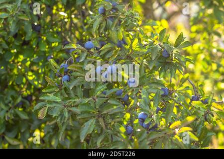 Prunus spinosa, called blackthorn or sloe. Blue berries of blackthorn ripen on bushes selective focus. Fresh blackthorn berries with twig, branch and Stock Photo