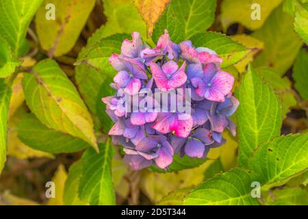 Blooming pink purple Hydrangea flower (Hydrangea macrophylla). Summer flowers in the garden. Colorful bush of hortensia. Closeup of Hortensia flower. Stock Photo