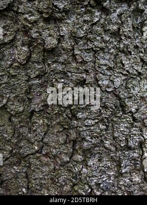 Closeup texture of spruce bark, natural background Stock Photo