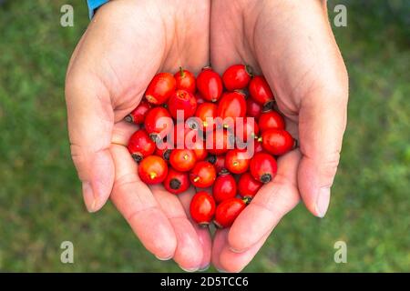 Female hands with freshly harvested rose hips. Medicinal plants and herbs composition. Bright red berries. Picking autumn healthy raw hips for herbal Stock Photo