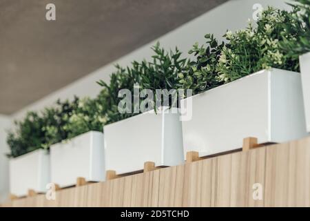green plants in white pots that stand on wooden rack Stock Photo
