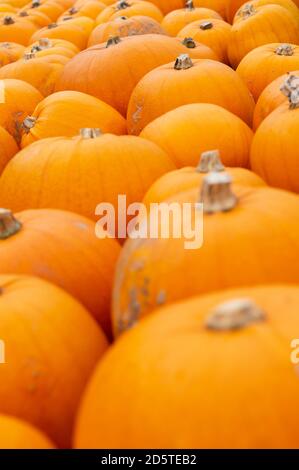 Totton, Hampshire, 10 Oct, 2020. Lots of pumpkins that have been placed together ready to sell to pumpkin patch visitors sit on the ground tightly pac Stock Photo