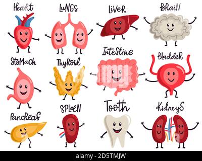Healthy body organs. Internal human organs characters, biology medicine healthy lungs, liver, bladder, kidneys and heart vector illustration set Stock Vector