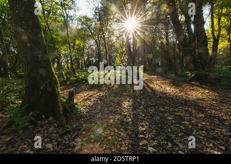 Autumn sunlight shining on a path in mixed woodland in Wales. Stock Photo