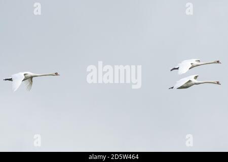 Three mute swans, cygnus olor, in flight over a lake against grey sky, England UK Stock Photo