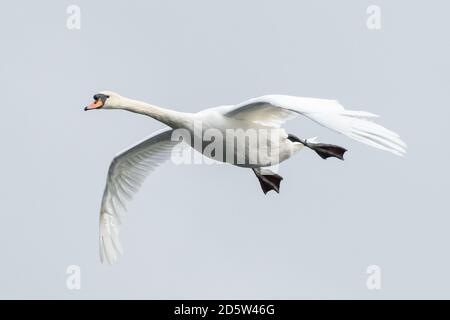 Mute swan, cygnus olor, in flight over a lake against grey sky, England UK Stock Photo