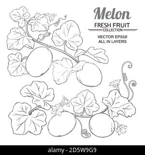 melon vector set Stock Vector