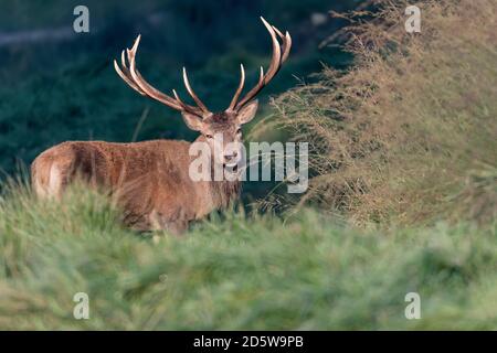 Red deer male in the woods at sunrise (Cervus elaphus) Stock Photo