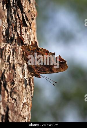 A male Comma, Polygonia c-album, resting and camouflaged on the bark of a tree at Buxton Heath, Hevingham, Norfolk, England, United Kingdom. Stock Photo