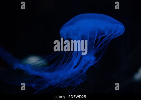 Jellyfish captured in UV light, floating through the darkness. Stock Photo