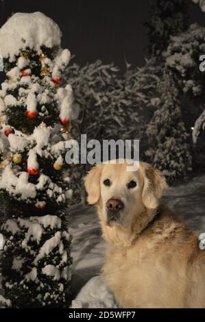 Golden Retriever posing at night in the snow in the countryside, trees covered with a large layer of snow, trees decorated with Christmas decorations. Stock Photo