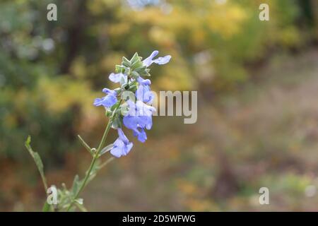 Wild blue sage, a threatened species in Illinois, with fall colors in the background in Morton Grove Stock Photo