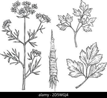 Hand Drawn Parsley Leaves, Branches, Stem and Root Vector Illustrations Set. Abstract Rustic Sketches Collection. Spicy Herbal Plants Engraving Style Stock Vector