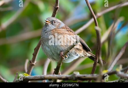Adult Dunnock bird (Prunella modularis), a small passerine or perching bird, perching on a tree branch in Autumn in West Sussex, England, UK. Stock Photo