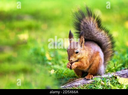 cute red squirrel sids on the grass and eats a nut