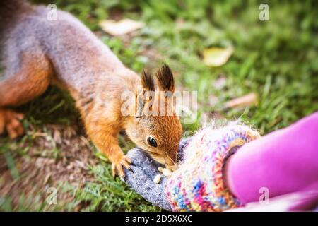 girl in a glove feeding a squirrel in the fall Stock Photo